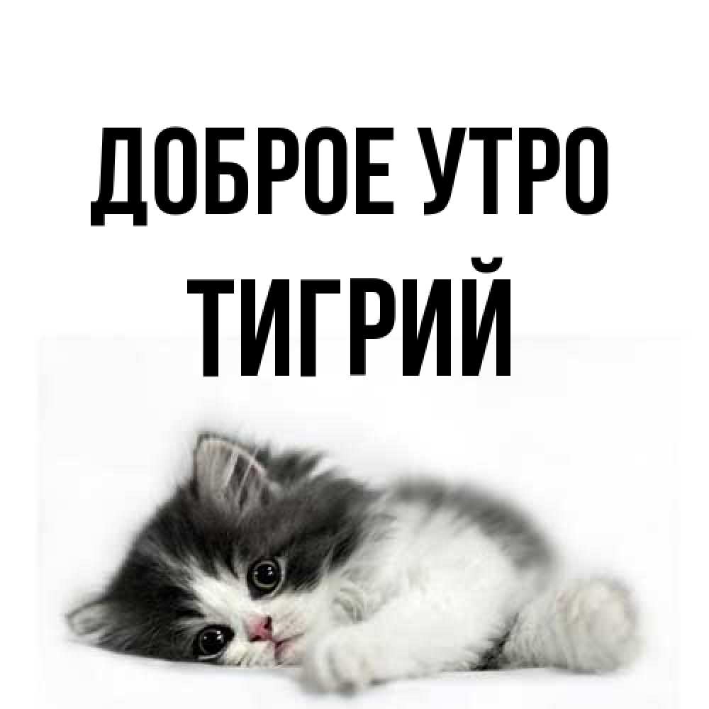 Открытка на каждый день с именем, Тигрий Доброе утро кот лапки Прикольная открытка с пожеланием онлайн скачать бесплатно 