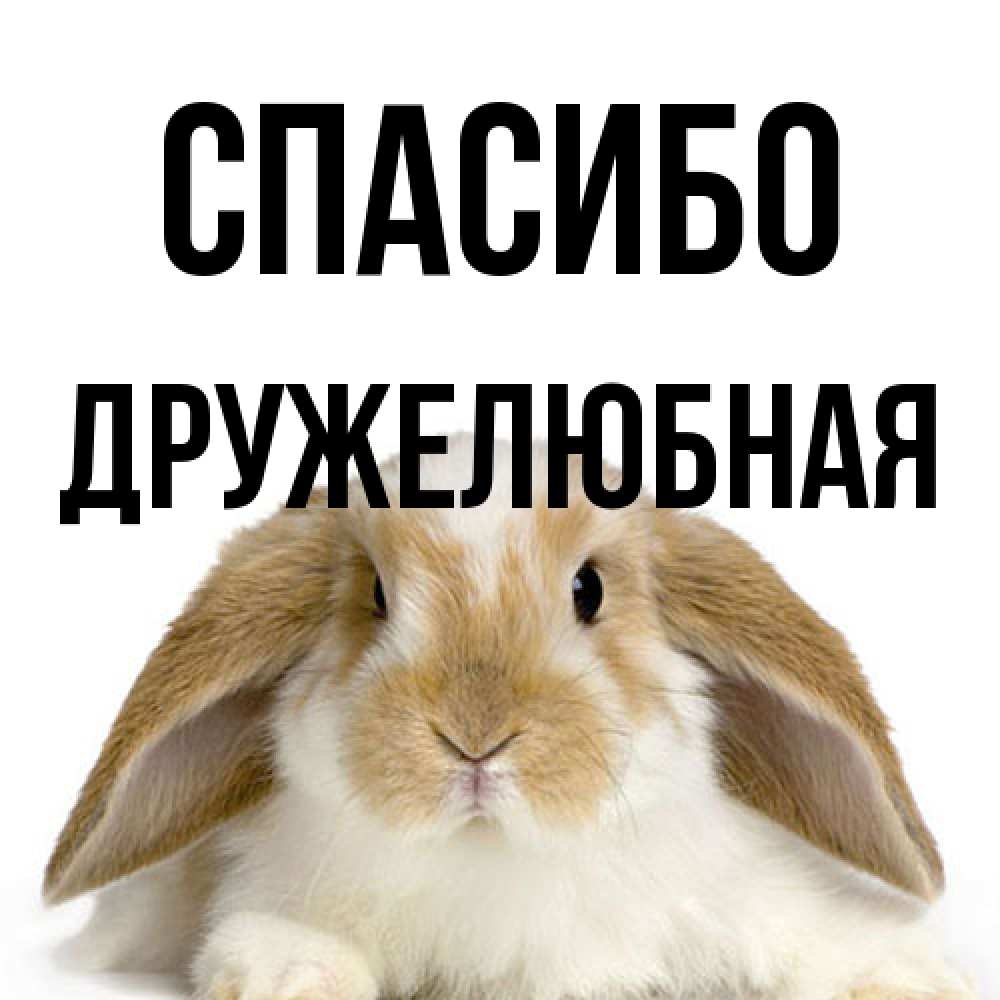 Открытка на каждый день с именем, Дружелюбная Спасибо коричнево белый заяц Прикольная открытка с пожеланием онлайн скачать бесплатно 