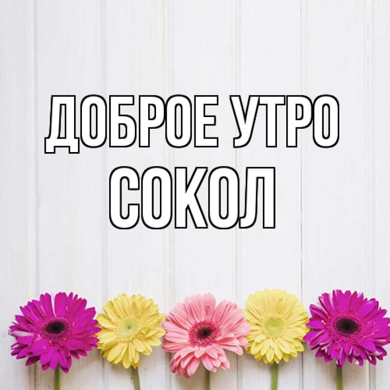 Картинка Доброе утро, Сокол