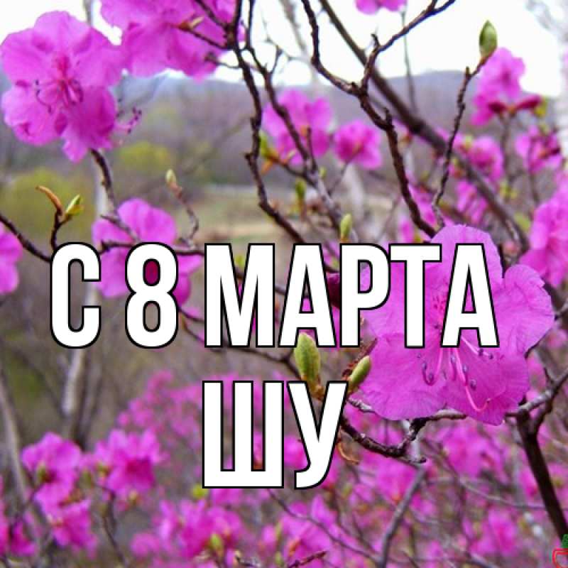 Картинка C 8 МАРТА, Шу