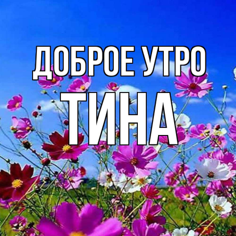 Открытка на каждый день с именем, Тина Доброе утро сиреневые цветы Прикольная открытка с пожеланием онлайн скачать бесплатно 