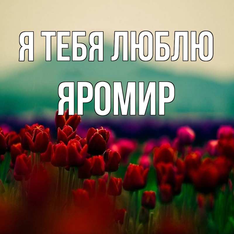 Картинка Я тебя люблю, Яромир