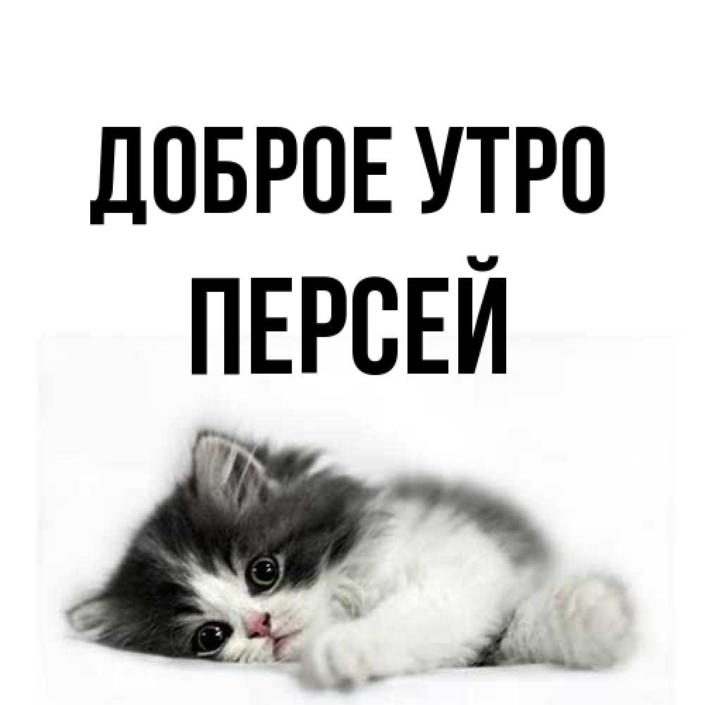 Открытка на каждый день с именем, Персей Доброе утро кот лапки Прикольная открытка с пожеланием онлайн скачать бесплатно 