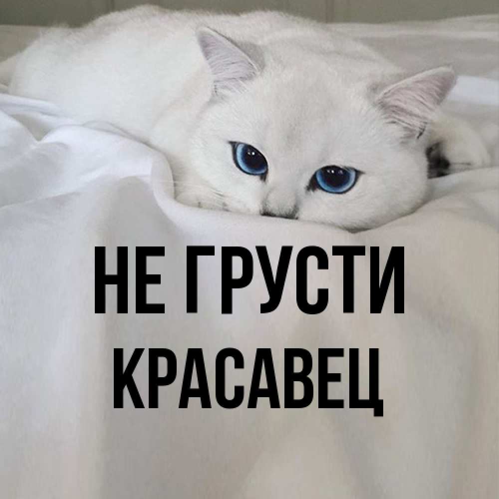 Открытка на каждый день с именем, Красавец Не грусти Голубоглазая кошка Прикольная открытка с пожеланием онлайн скачать бесплатно 