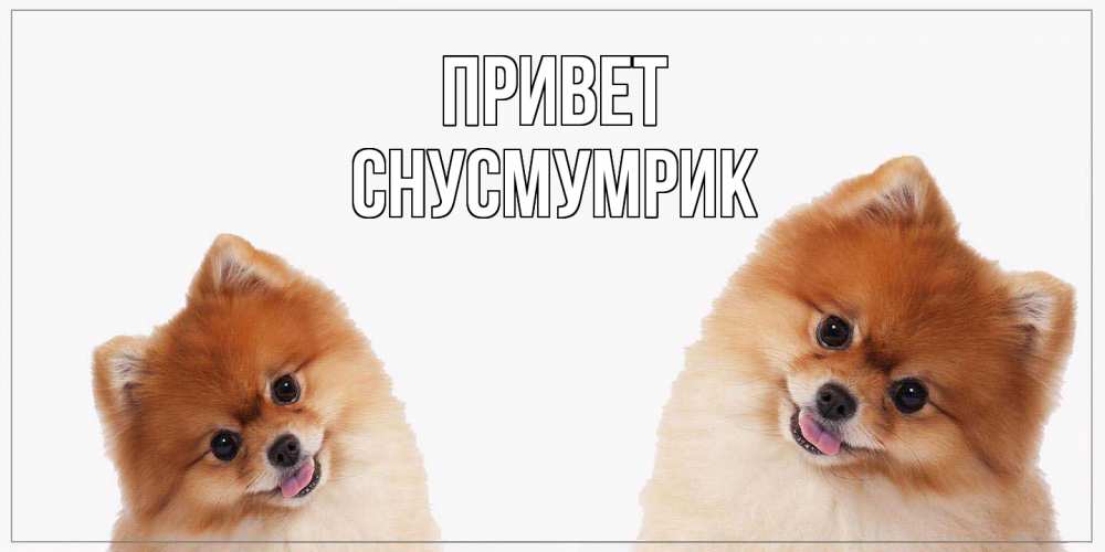 Открытка на каждый день с именем, Снусмумрик Привет привет Прикольная открытка с пожеланием онлайн скачать бесплатно 