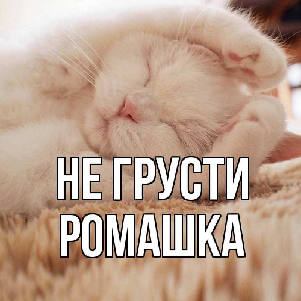 Открытка на каждый день с именем, Ромашка Не грусти белый кот Прикольная открытка с пожеланием онлайн скачать бесплатно 