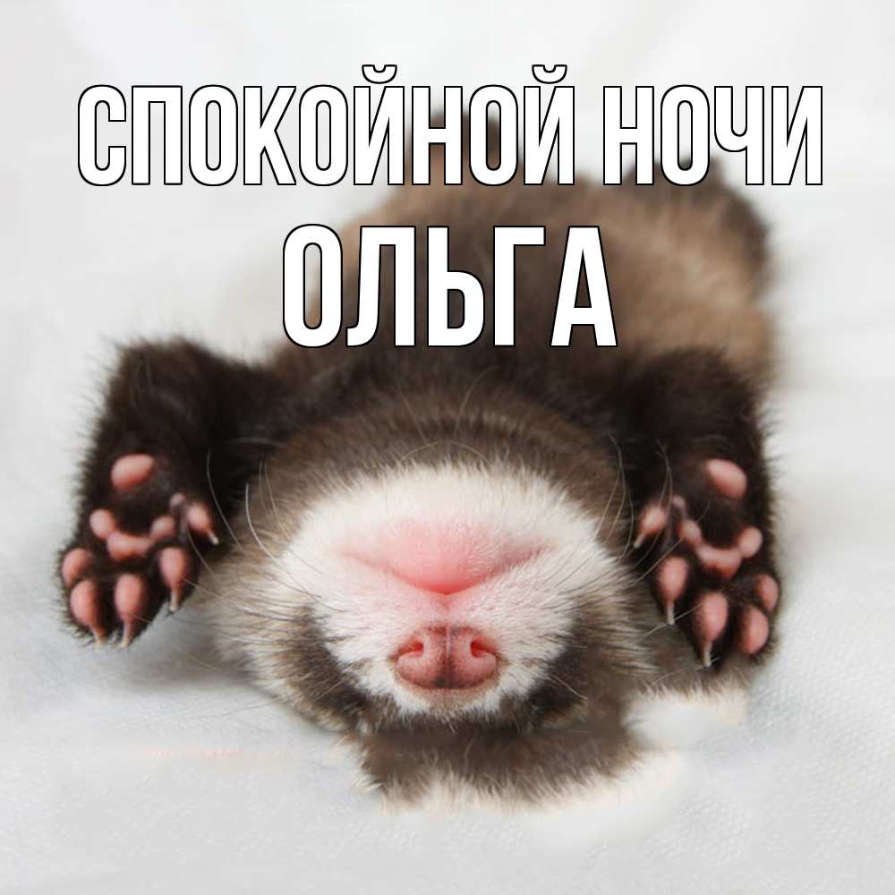 Открытка на каждый день с именем, Ольга Спокойной ночи зверек Прикольная открытка с пожеланием онлайн скачать бесплатно 