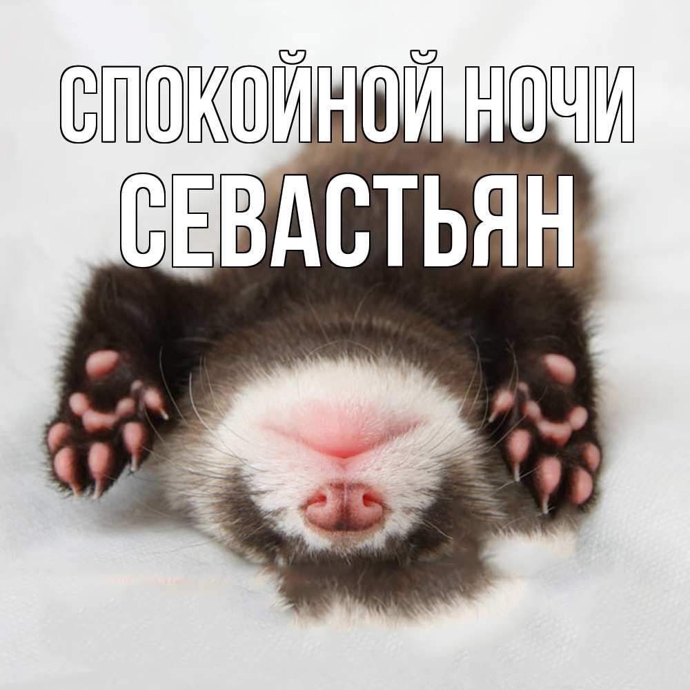Открытка на каждый день с именем, Севастьян Спокойной ночи зверек Прикольная открытка с пожеланием онлайн скачать бесплатно 