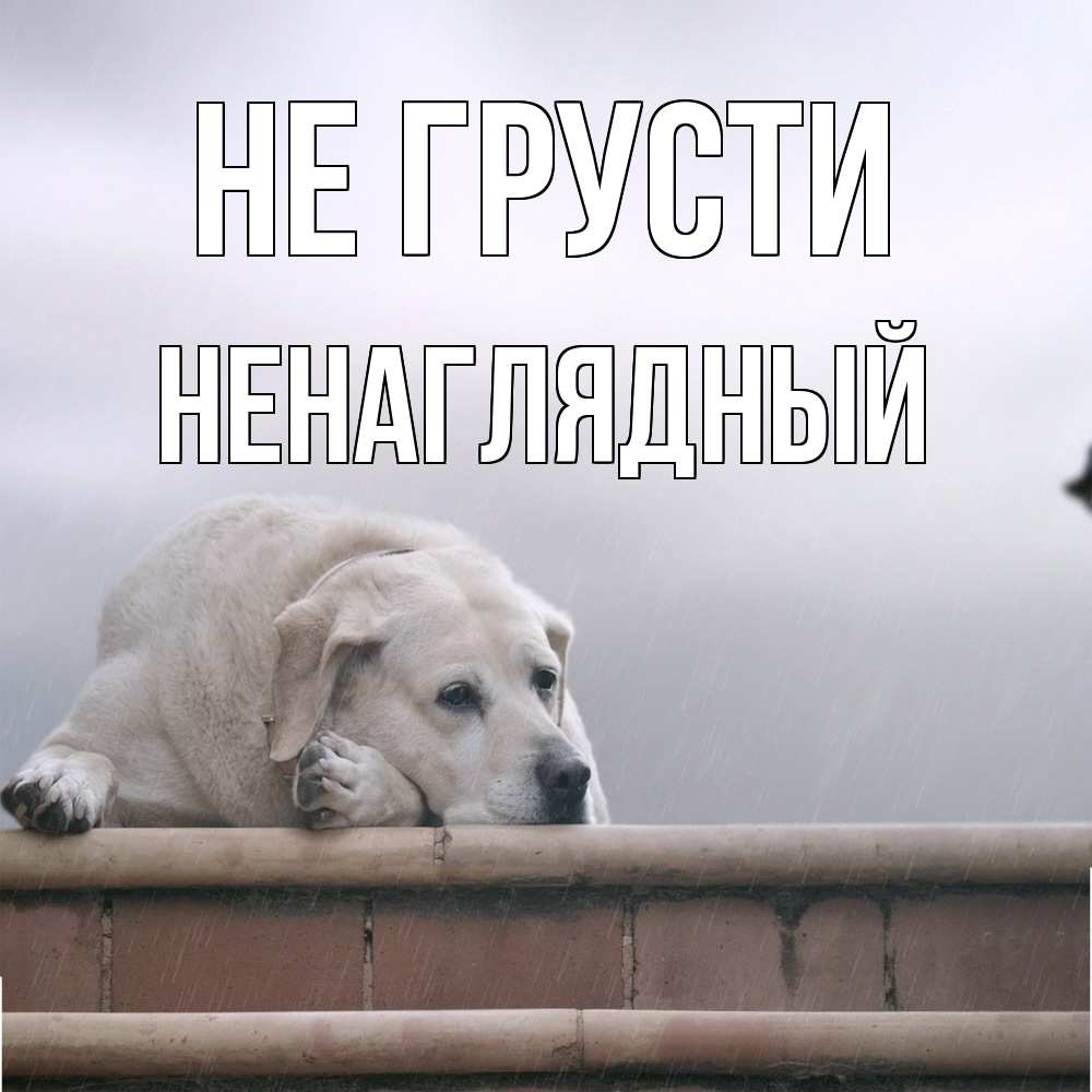 Открытка на каждый день с именем, Ненаглядный Не грусти белый пес 1 Прикольная открытка с пожеланием онлайн скачать бесплатно 