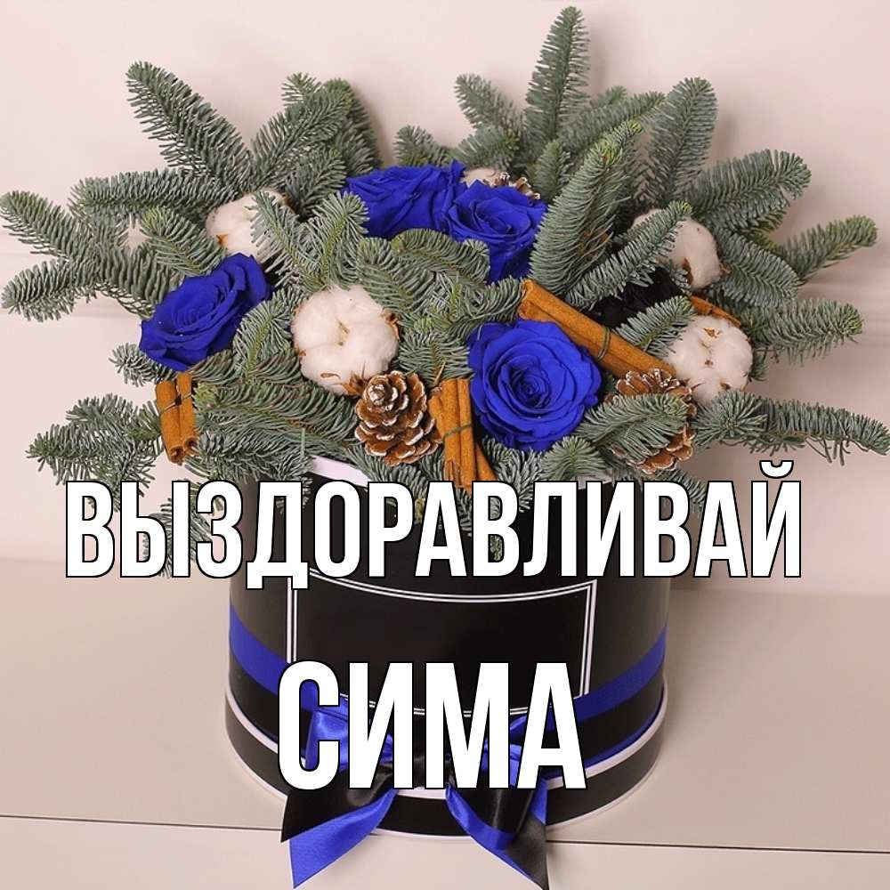 Открытка на каждый день с именем, Сима Выздоравливай короче кто то загрузил эти шишки Прикольная открытка с пожеланием онлайн скачать бесплатно 