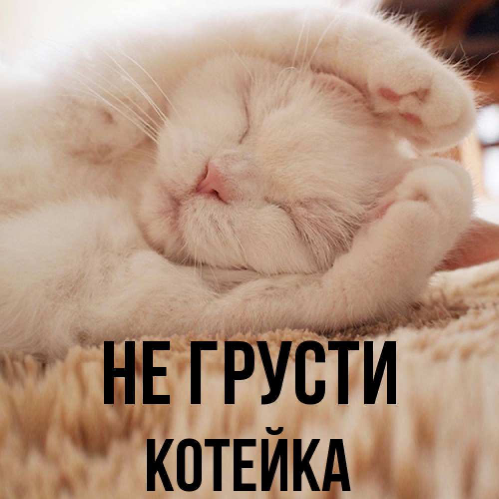 Открытка на каждый день с именем, Котейка Не грусти Котенок спит Прикольная открытка с пожеланием онлайн скачать бесплатно 