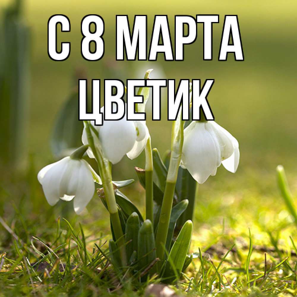 Открытка на каждый день с именем, цветик C 8 МАРТА ранние цветы 2 Прикольная открытка с пожеланием онлайн скачать бесплатно 