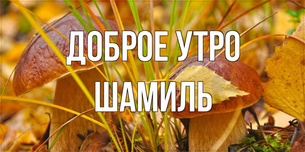 Открытка на каждый день с именем, Шамиль Доброе утро осенние грибы Прикольная открытка с пожеланием онлайн скачать бесплатно 