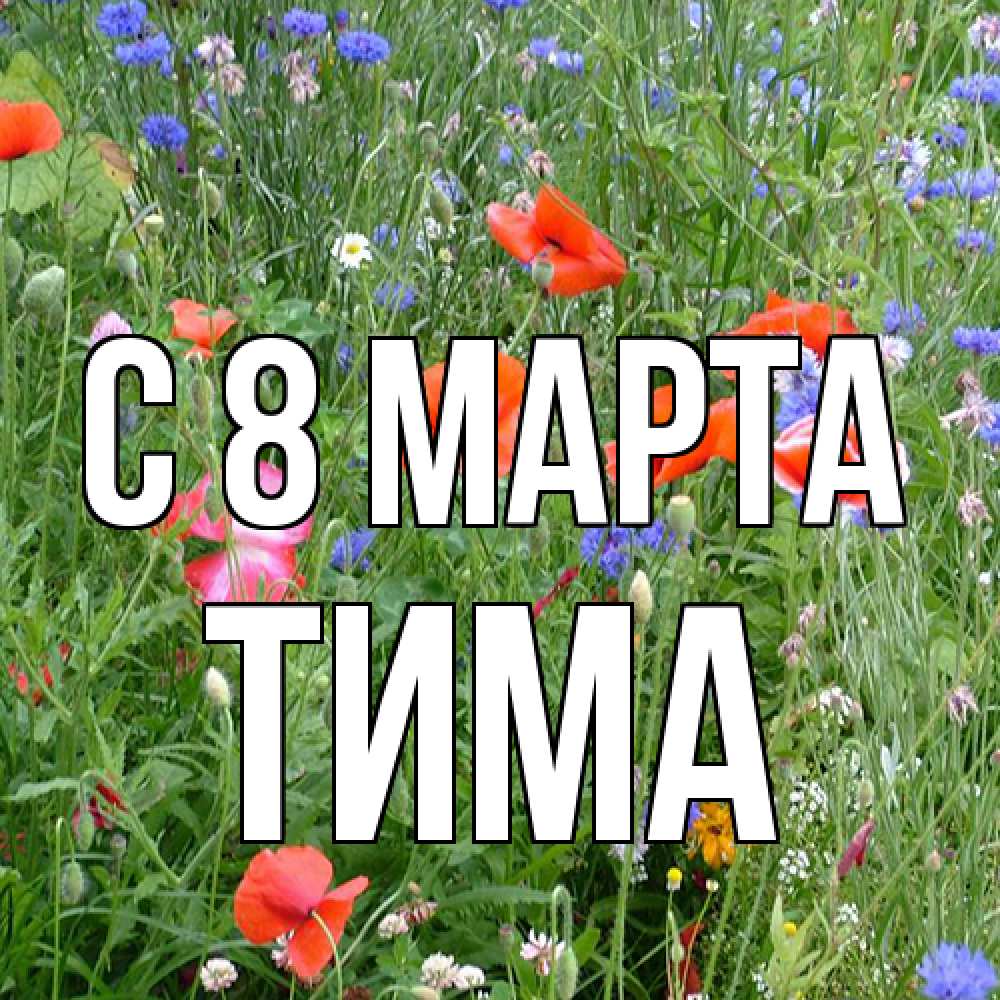 Открытка на каждый день с именем, Тима C 8 МАРТА международный женский день 4 Прикольная открытка с пожеланием онлайн скачать бесплатно 