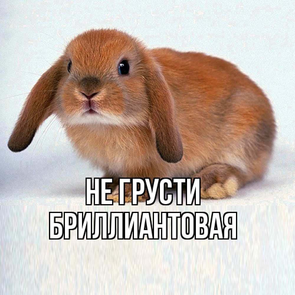 Открытка на каждый день с именем, Бpиллиантовая Не грусти вислоухий рыжий кролик Прикольная открытка с пожеланием онлайн скачать бесплатно 