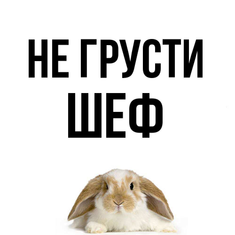 Открытка на каждый день с именем, Шеф Не грусти коричнево белый заяц с большими ушками Прикольная открытка с пожеланием онлайн скачать бесплатно 
