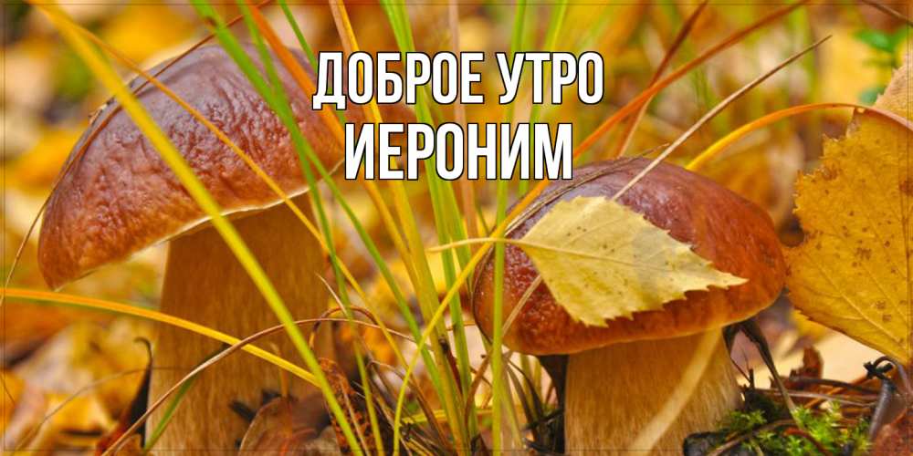 Открытка на каждый день с именем, Иероним Доброе утро осенние грибы Прикольная открытка с пожеланием онлайн скачать бесплатно 