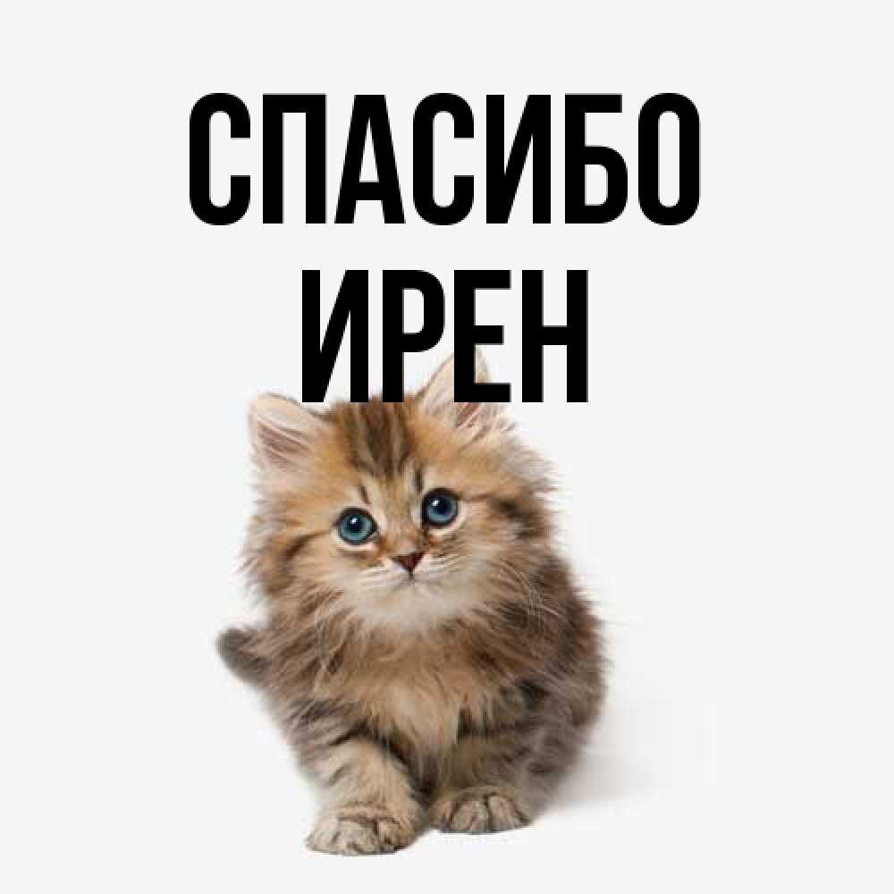 Открытка на каждый день с именем, Ирен Спасибо пушистый котик Прикольная открытка с пожеланием онлайн скачать бесплатно 