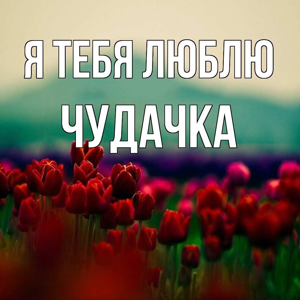 Открытка на каждый день с именем, Чудачка Я тебя люблю тюльпаны 4 Прикольная открытка с пожеланием онлайн скачать бесплатно 