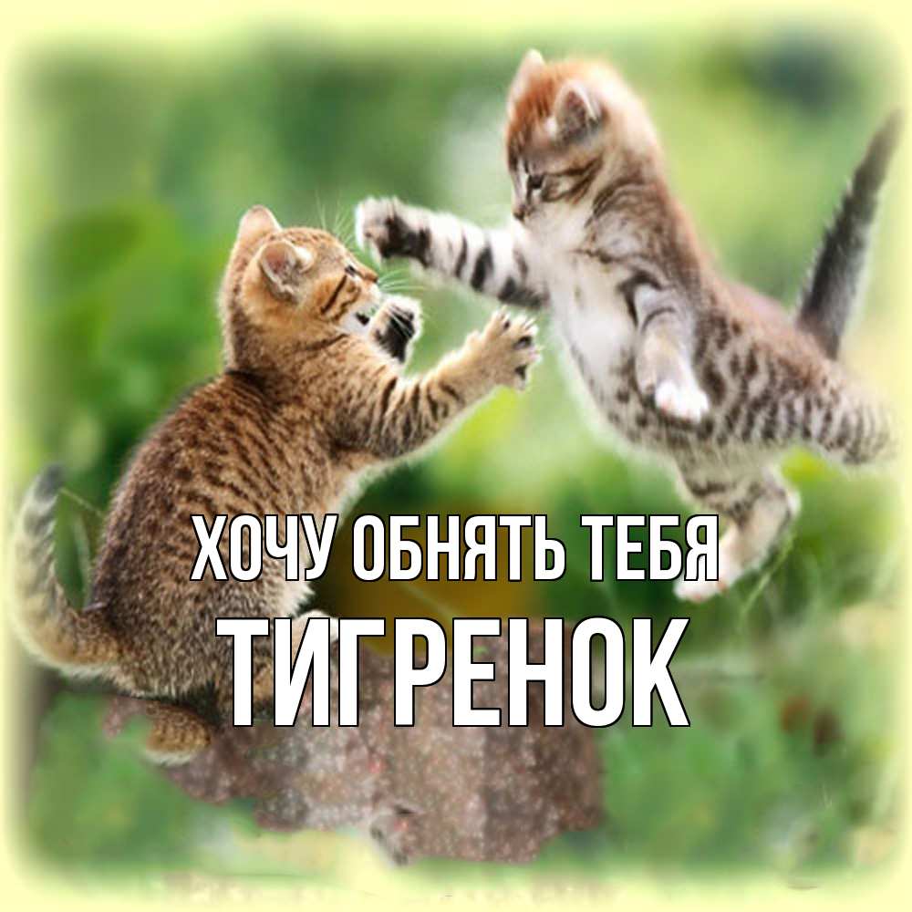 Открытка на каждый день с именем, Тигpенок Хочу обнять тебя игры котят Прикольная открытка с пожеланием онлайн скачать бесплатно 