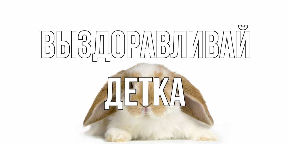 Открытка на каждый день с именем, Детка Выздоравливай вислоухий кролик белого и коричневого цвета Прикольная открытка с пожеланием онлайн скачать бесплатно 