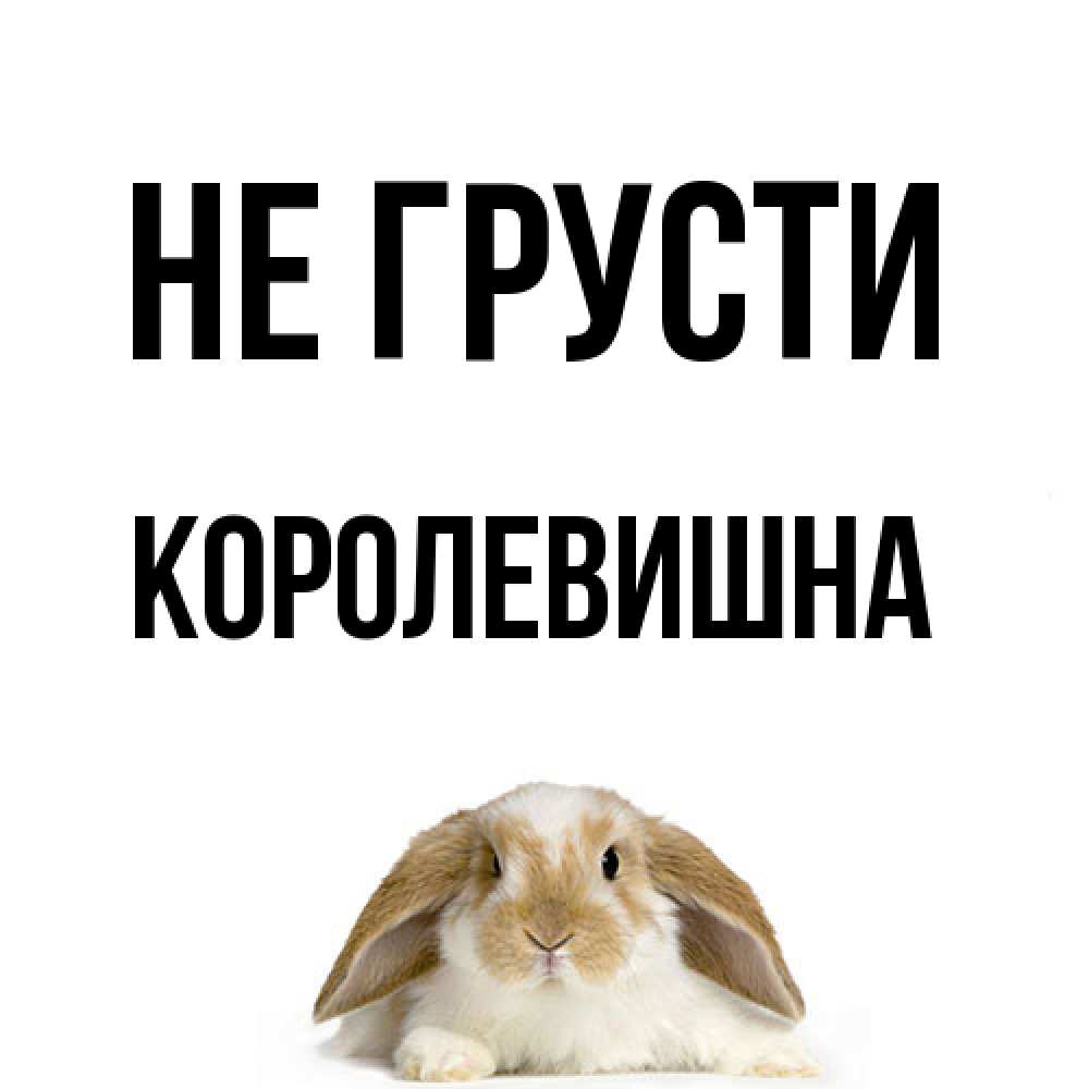Открытка на каждый день с именем, Королевишна Не грусти коричнево белый заяц с большими ушками Прикольная открытка с пожеланием онлайн скачать бесплатно 