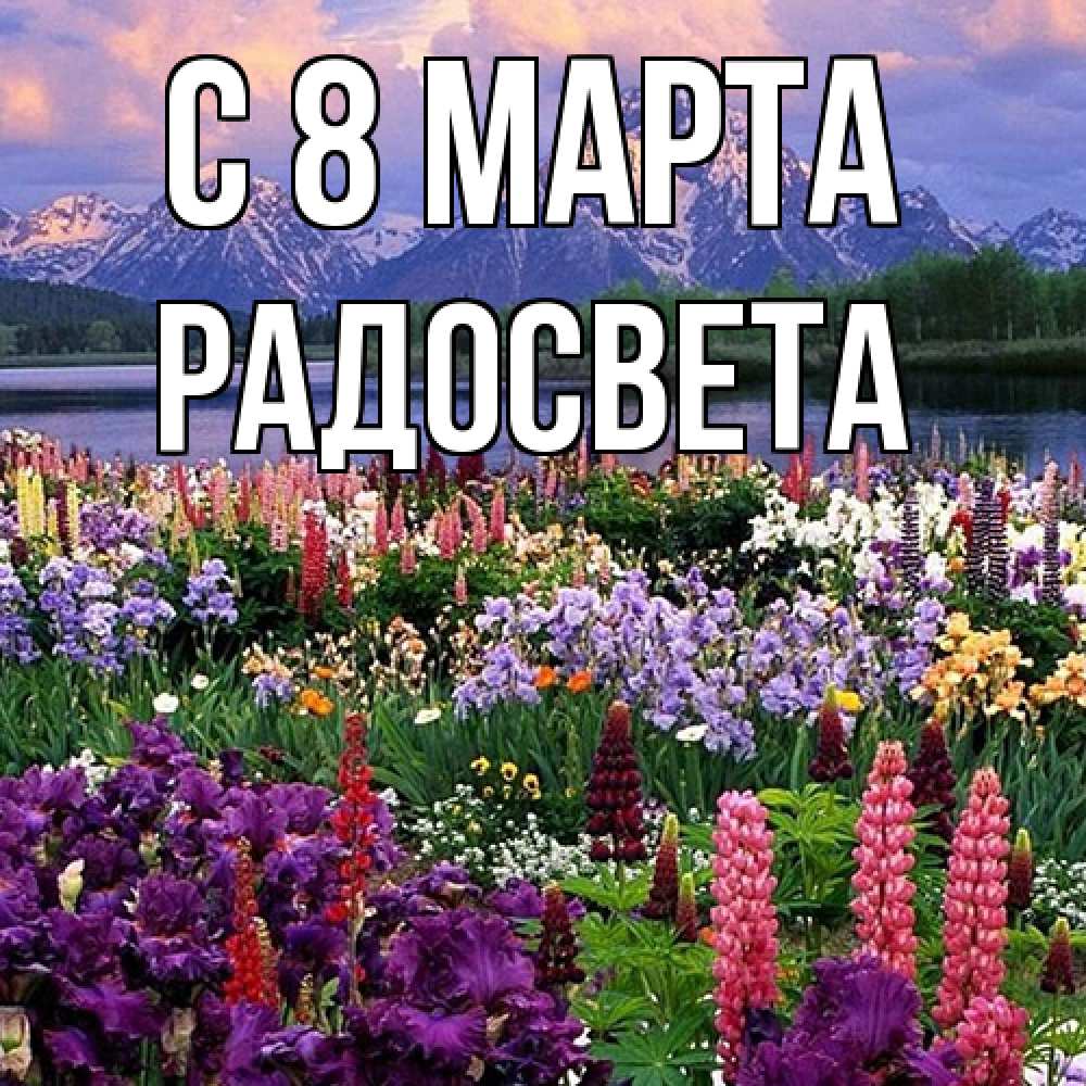 Открытка на каждый день с именем, Радосвета C 8 МАРТА международный женский день Прикольная открытка с пожеланием онлайн скачать бесплатно 