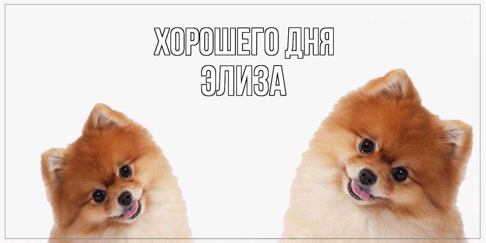 Открытка на каждый день с именем, Элиза Хорошего дня собачки желают прекрасного дня Прикольная открытка с пожеланием онлайн скачать бесплатно 