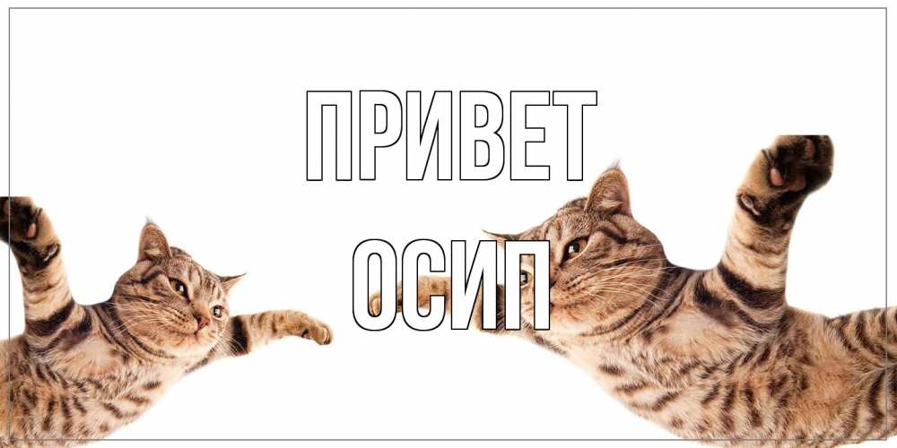 Открытка на каждый день с именем, Осип Привет кот Прикольная открытка с пожеланием онлайн скачать бесплатно 
