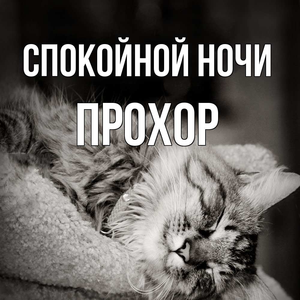 Открытка на каждый день с именем, Прохор Спокойной ночи котярик пушистый Прикольная открытка с пожеланием онлайн скачать бесплатно 