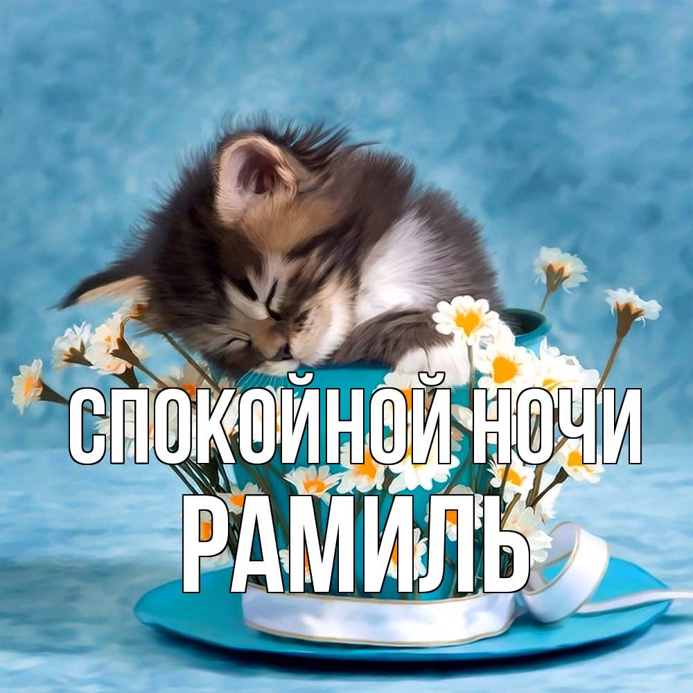 Открытка на каждый день с именем, Рамиль Спокойной ночи котенок спит в кружке с блюдцем Прикольная открытка с пожеланием онлайн скачать бесплатно 