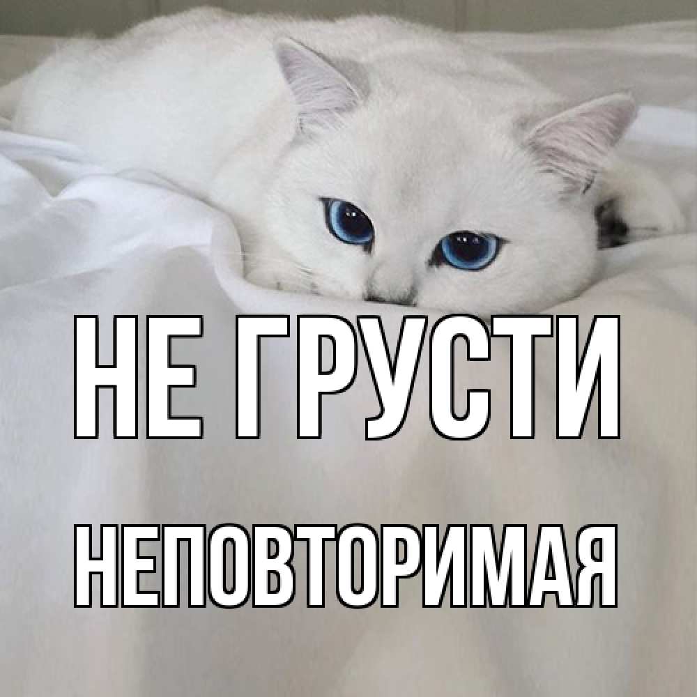 Открытка на каждый день с именем, Неповторимая Не грусти белый кот с голубыми глазами на белоснежной кровати Прикольная открытка с пожеланием онлайн скачать бесплатно 