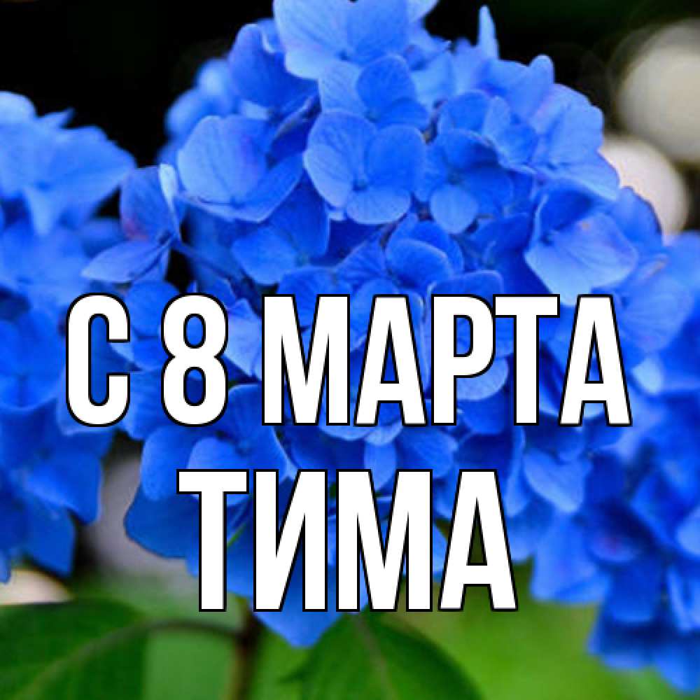 Открытка на каждый день с именем, Тима C 8 МАРТА синие цветы Прикольная открытка с пожеланием онлайн скачать бесплатно 