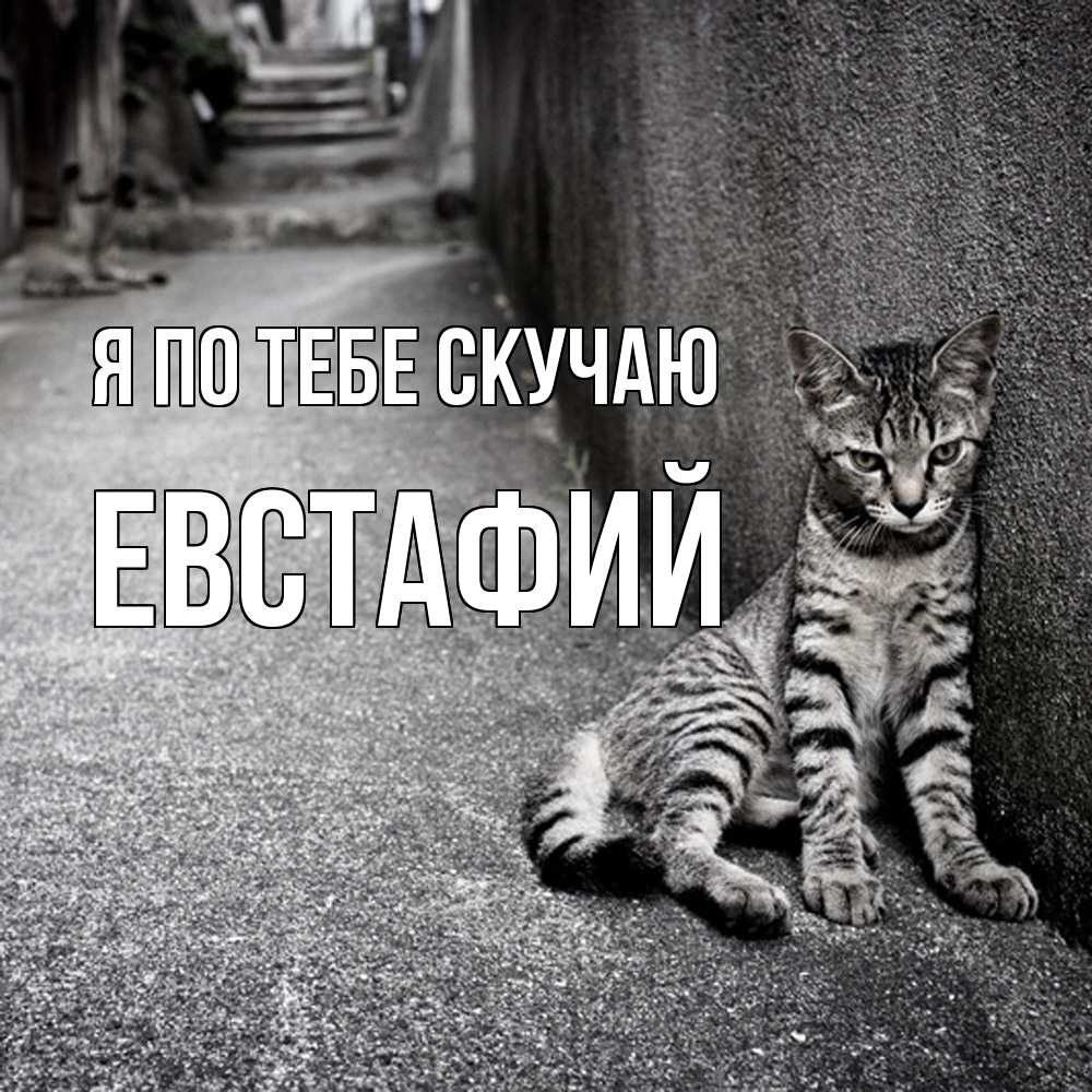 Открытка на каждый день с именем, Евстафий Я по тебе скучаю одиноко котику Прикольная открытка с пожеланием онлайн скачать бесплатно 