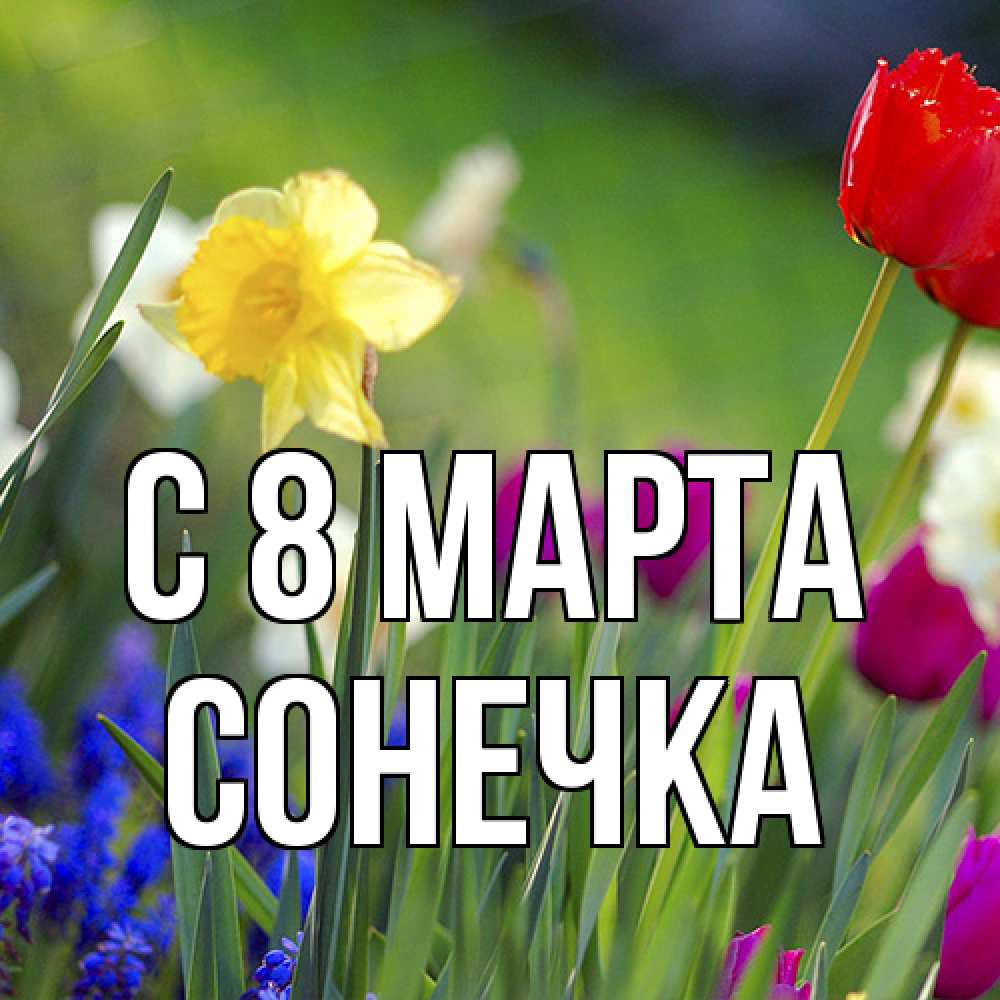 Открытка на каждый день с именем, Сонечка C 8 МАРТА международный женский день 3 Прикольная открытка с пожеланием онлайн скачать бесплатно 