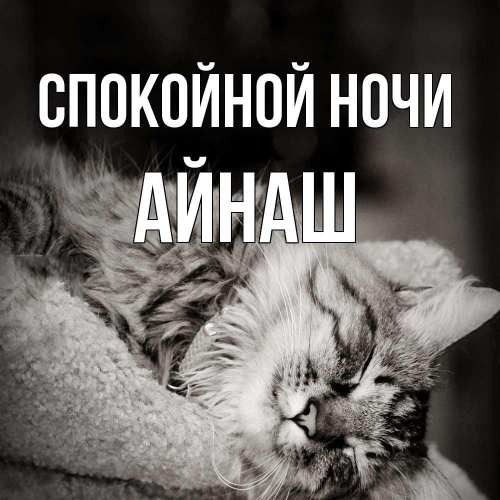 Открытка на каждый день с именем, Айнаш Спокойной ночи котярик пушистый Прикольная открытка с пожеланием онлайн скачать бесплатно 