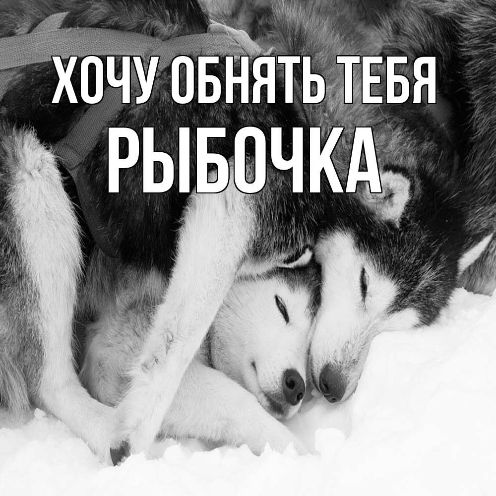 Открытка на каждый день с именем, рыбочка Хочу обнять тебя собачки в упряжке Прикольная открытка с пожеланием онлайн скачать бесплатно 