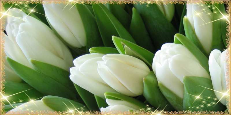 Картинка C 8 МАРТА, Гризли