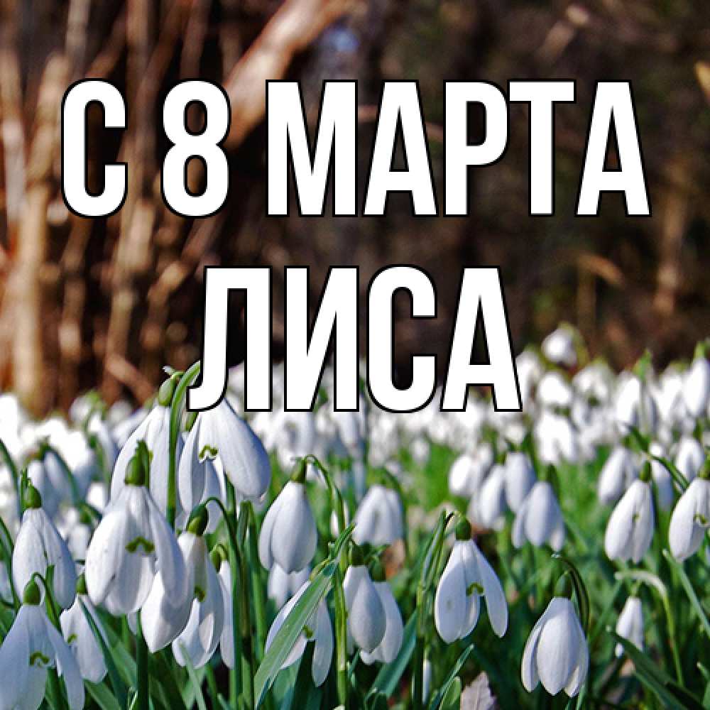Открытка на каждый день с именем, лиса C 8 МАРТА с подснежниками 1 Прикольная открытка с пожеланием онлайн скачать бесплатно 