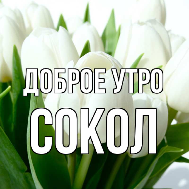 Картинка Доброе утро, Сокол