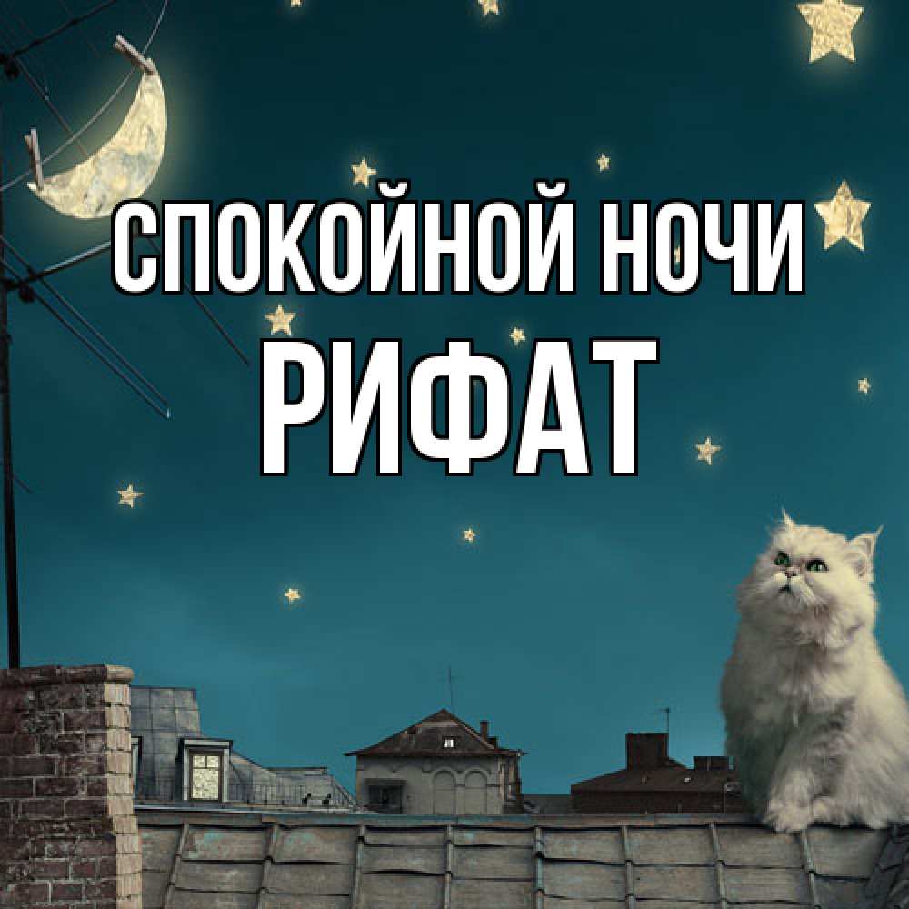 Открытка на каждый день с именем, Рифат Спокойной ночи белый кот сидит на крыше Прикольная открытка с пожеланием онлайн скачать бесплатно 