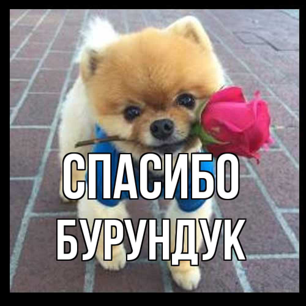 Открытка на каждый день с именем, Бурундук Спасибо спасибо и дарю тебе цветок Прикольная открытка с пожеланием онлайн скачать бесплатно 