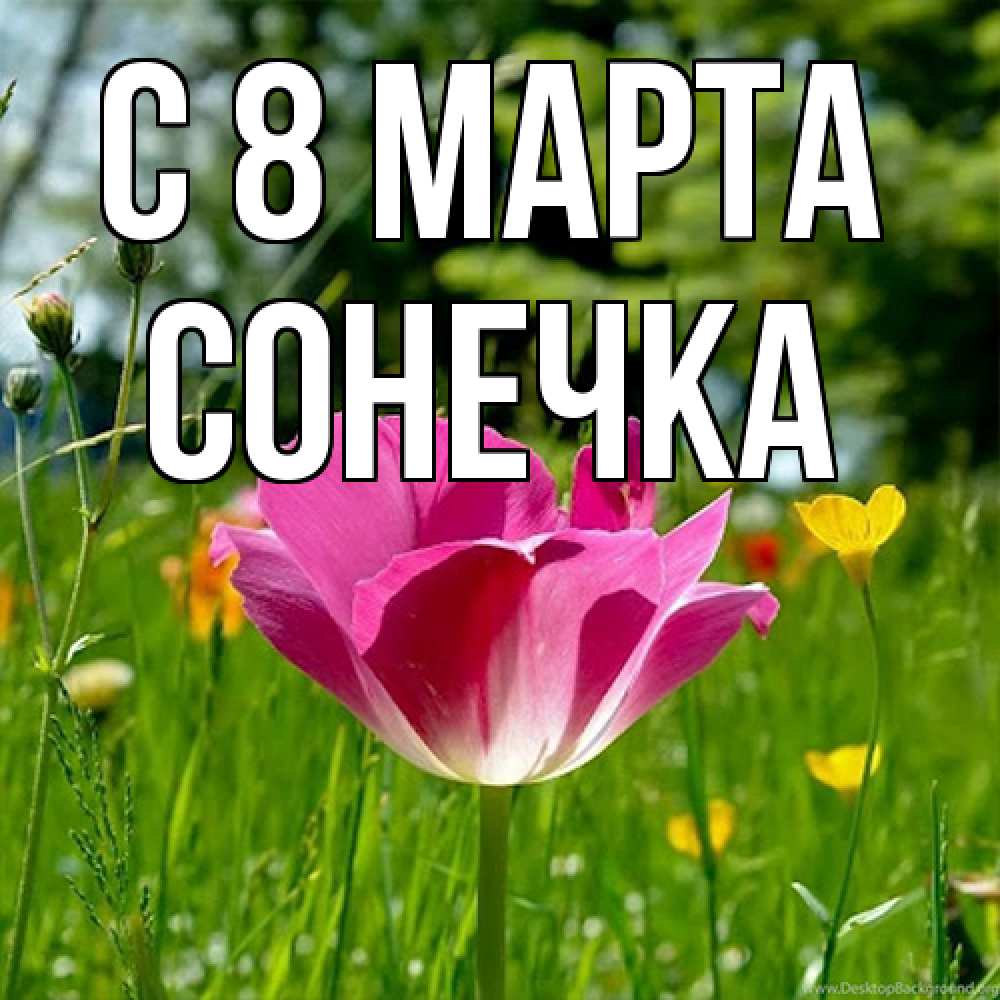 Открытка на каждый день с именем, Сонечка C 8 МАРТА полевые цветы Прикольная открытка с пожеланием онлайн скачать бесплатно 