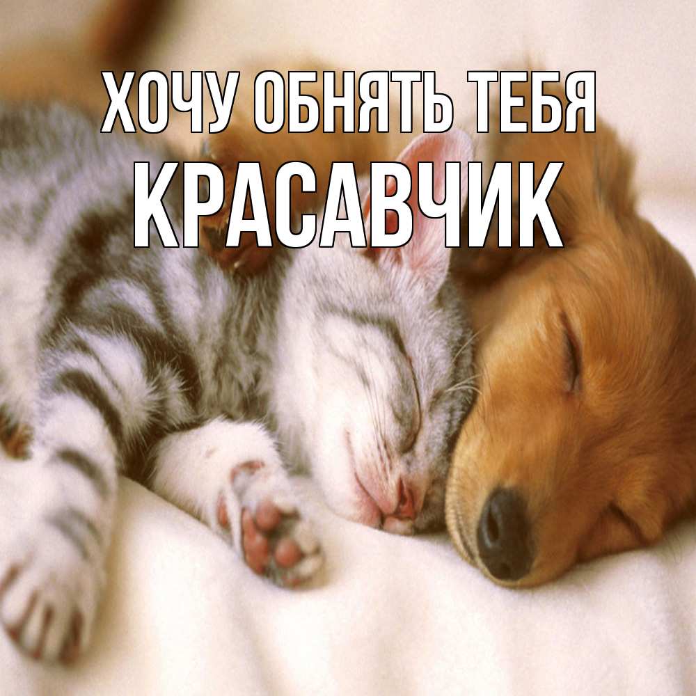 Открытка на каждый день с именем, Красавчик Хочу обнять тебя пес и котенок Прикольная открытка с пожеланием онлайн скачать бесплатно 