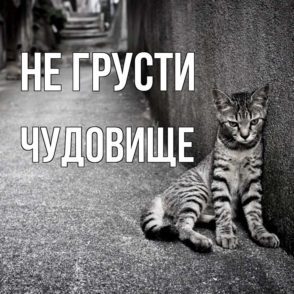 Открытка на каждый день с именем, Чудовище Не грусти скучающий котик Прикольная открытка с пожеланием онлайн скачать бесплатно 