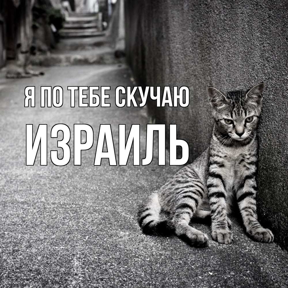 Открытка на каждый день с именем, Израиль Я по тебе скучаю одиноко котику Прикольная открытка с пожеланием онлайн скачать бесплатно 