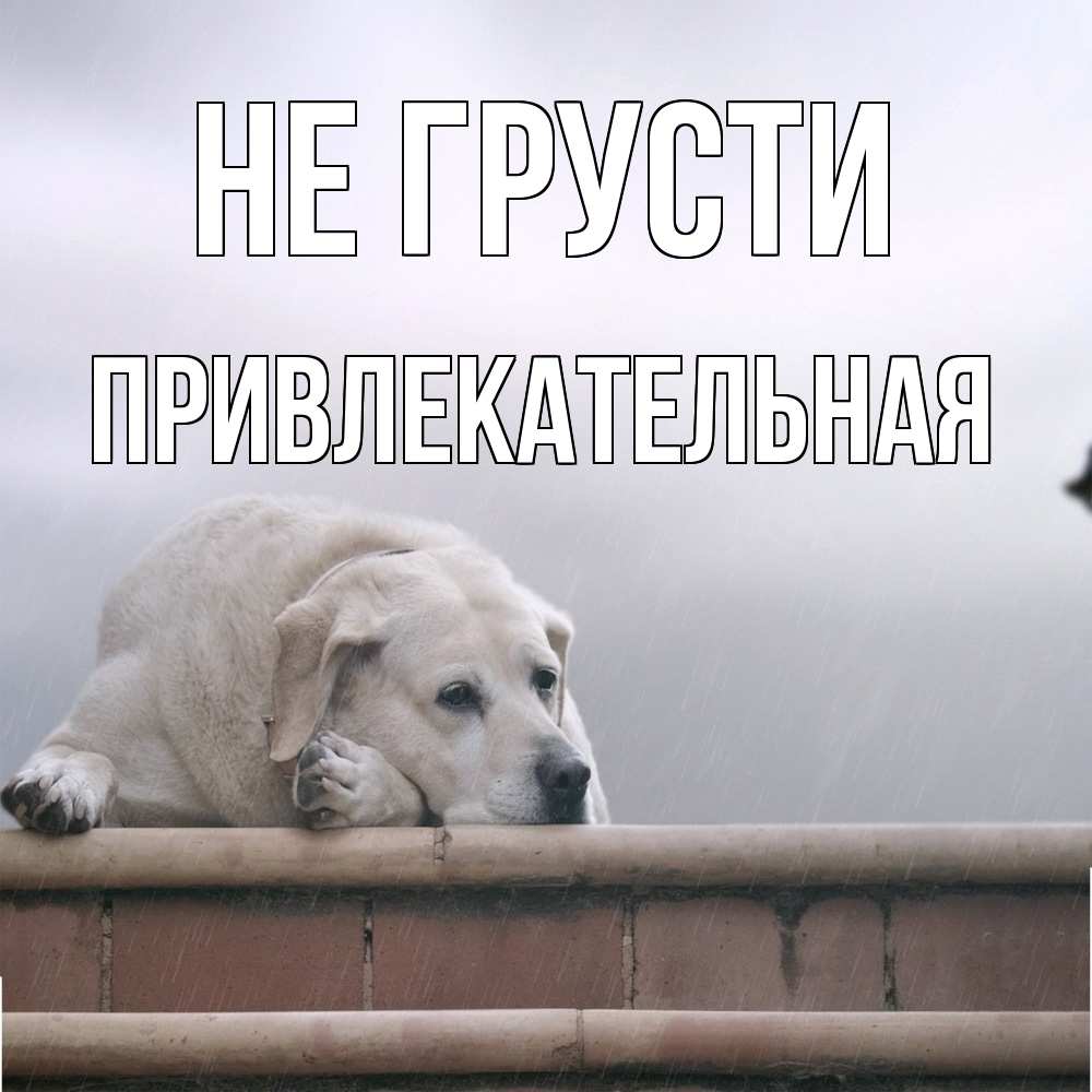 Открытка на каждый день с именем, привлекательная Не грусти белый пес 1 Прикольная открытка с пожеланием онлайн скачать бесплатно 