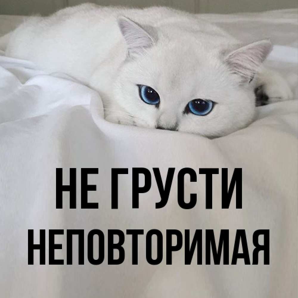 Открытка на каждый день с именем, Неповторимая Не грусти Голубоглазая кошка Прикольная открытка с пожеланием онлайн скачать бесплатно 