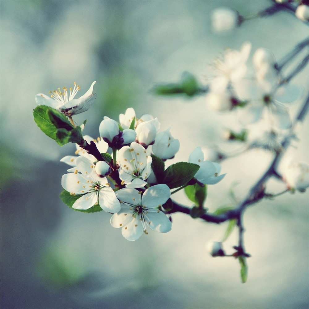 Открытка на каждый день с именем, яблочко Я по тебе скучаю весна Прикольная открытка с пожеланием онлайн скачать бесплатно 