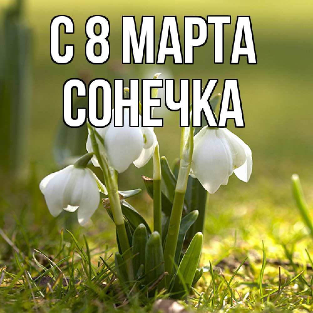 Открытка на каждый день с именем, Сонечка C 8 МАРТА ранние цветы 2 Прикольная открытка с пожеланием онлайн скачать бесплатно 